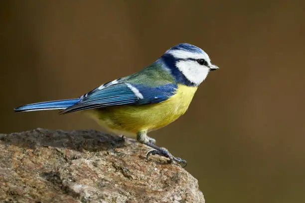 Side view of blue tit perched on a rock in nature, Cyanistes caeruleus. Wild bird with blue and yellow plumage, close-up. Colorful wildlife animal, birdwatching in Rastatt, Baden-Württemberg.