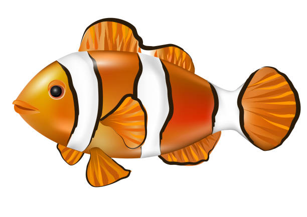 cartoon anemonefish. clown fisch nemo. - tropical fish clown fish isolated animal stock-grafiken, -clipart, -cartoons und -symbole