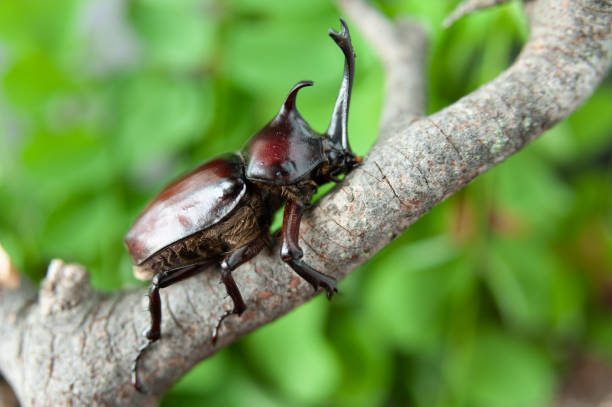 scarabeo rinoceronte giapponese (trypoxylus dichotomus / allomyrina dichotomus) in giapponese è chiamato kabutomushi. fuji city, giappone. sul ramo dell'albero secco. sfondo sfocato con foglie verdi. primo piano - rhinoceros beetles foto e immagini stock