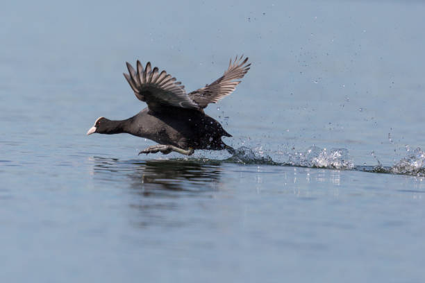 istock close-up black coot (fulica atra) running over water surface 1250955686