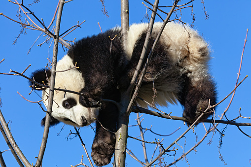 Young giant panda