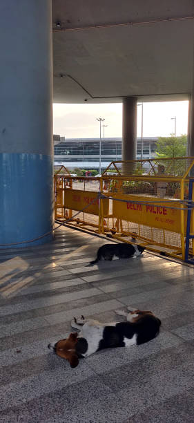 les chiens de rue ont remplacé les humains au milieu de la pandémie de virus corona à delhi, inde - airport india arrival departure board delhi photos et images de collection