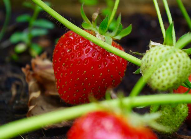 istock Strawberries growing in a flower pot 1250960491