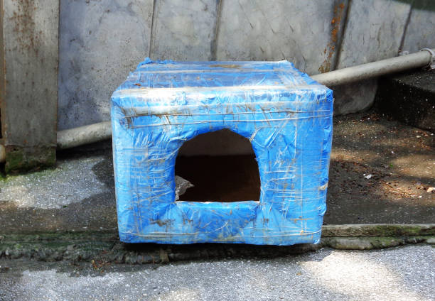 istock Street Cat Shelter 1250960749