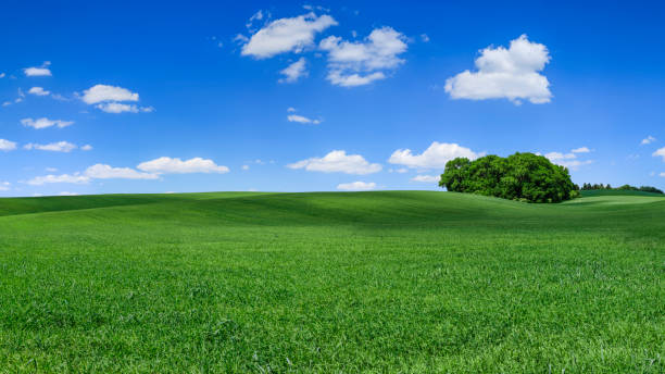 istock Panoramic 77MPix XXXXL size spring landscape - green field, blue sky 1250961686