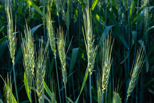 Digitally generated golden wheat field against sun light under blue sky.\n\nThe scene was created in Autodesk® 3ds Max 2023 with V-Ray 6 and rendered with photorealistic shaders and lighting in Chaos® Vantage with some post-production added.