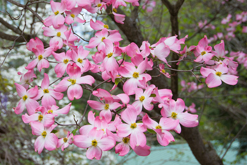 Flores de Primavera Pink Dogwood en un bosque Scene-Azalea Walk Reserve-Gibson County Indiana photo