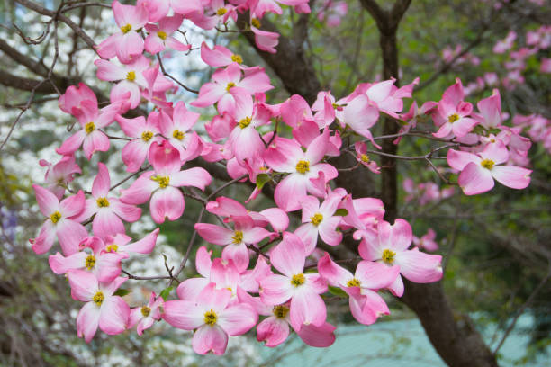 Spring Flowers  Pink Dogwood in a woodland Scene-Azalea Walk Reserve-Gibson County Indiana stock photo