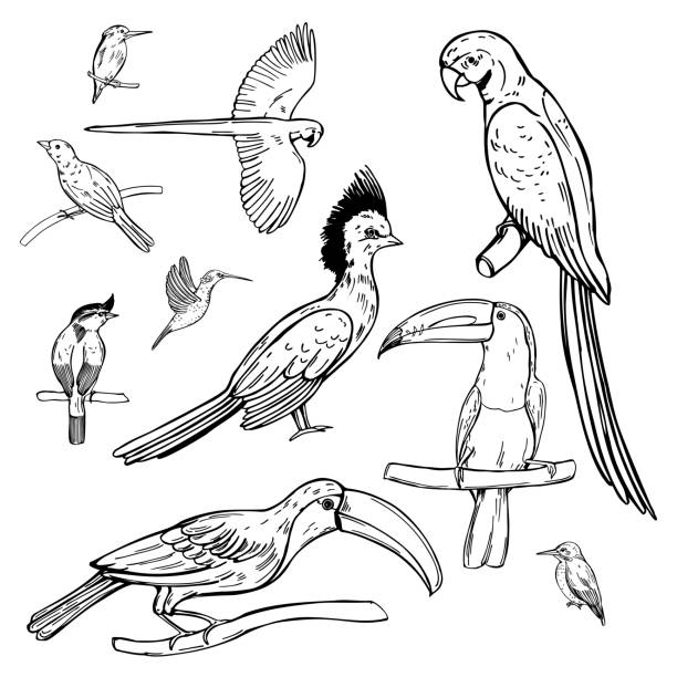 illustrations, cliparts, dessins animés et icônes de oiseaux tropicaux. illustration de croquis vectoriel - oiseau tropical