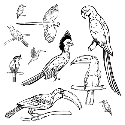 Hand drawn tropical birds on white background. Vector sketch illustration