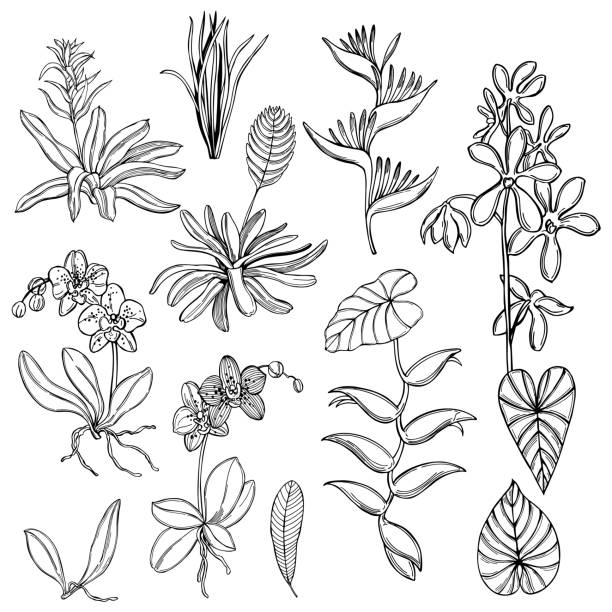 230+ Air Plant Stock Illustrations, Royalty-Free Vector Graphics & Clip ...