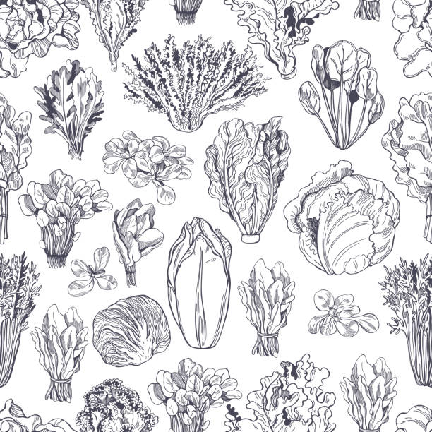 ilustrações de stock, clip art, desenhos animados e ícones de hand drawn different kinds of lettuce. vector  pattern - head cabbage