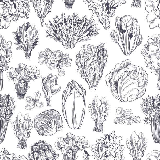 Hand drawn different kinds of lettuce. Vector  pattern Hand drawn different kinds of lettuce on white background. Vector  seamless pattern corn salad stock illustrations