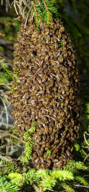 Cluster of swarming bees in a spruce branch
