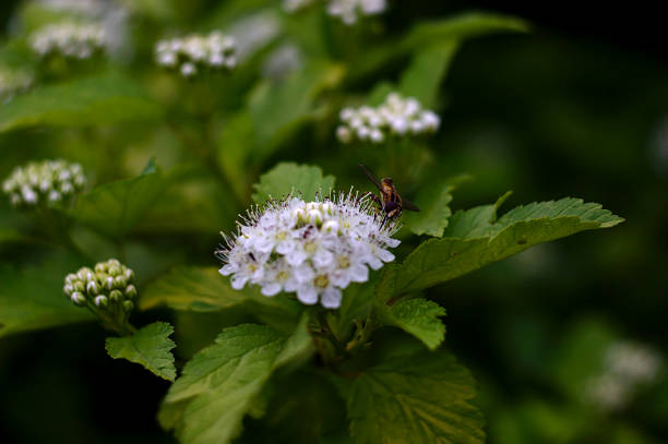 istock an insect on a white inflorescence 1250964542
