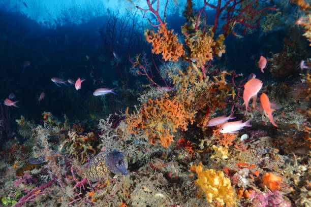 Mediterranean moray eel stock photo