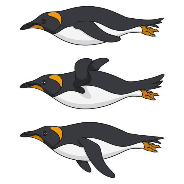 ilustrações de stock, clip art, desenhos animados e ícones de set of color illustrations with penguins swimming in the water. isolated vector objects on white. - penguin animal white background king penguin