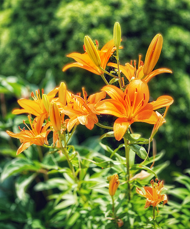 A Marigold in full summer bloom