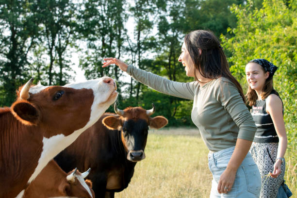 소 - attractive female looking at camera outdoors rural scene 뉴스 사진 이미지