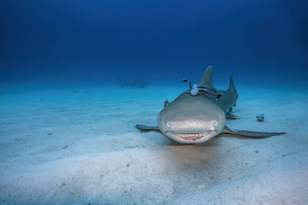 istock Lemon shark smiling at the photo. 1250970483