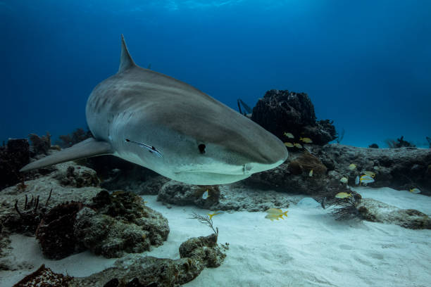 istock Closeup of a tiger shark approaching. 1250970525