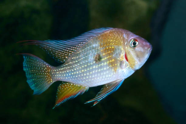 threadfin acara (acarichthys heckelii) ryby z amazon - 1427 zdjęcia i obrazy z banku zdjęć