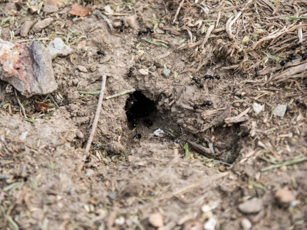 istock Anthill hole in ground with ants close up view 1250971293