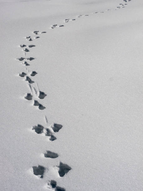 istock Path of dog traces on white snow top view 1250971294