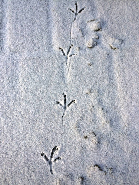 istock Bird traces on snow top view 1250971355