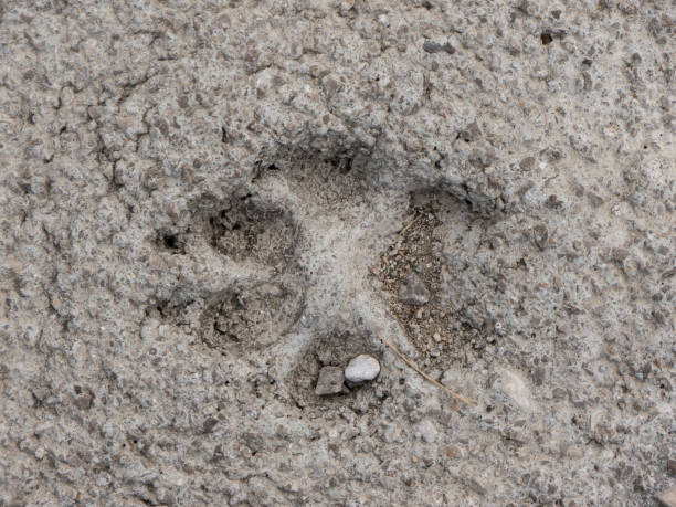 istock Dog foot step on cement close up top view 1250971449