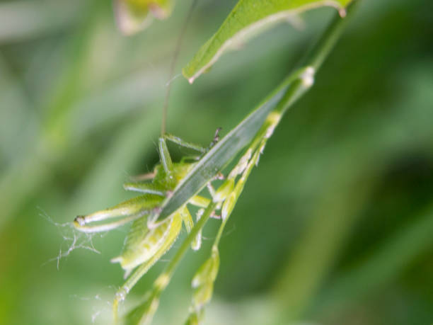 кузнечик на травинки крупным планом зрения - long leaf grass blade of grass стоковые фото и изображения