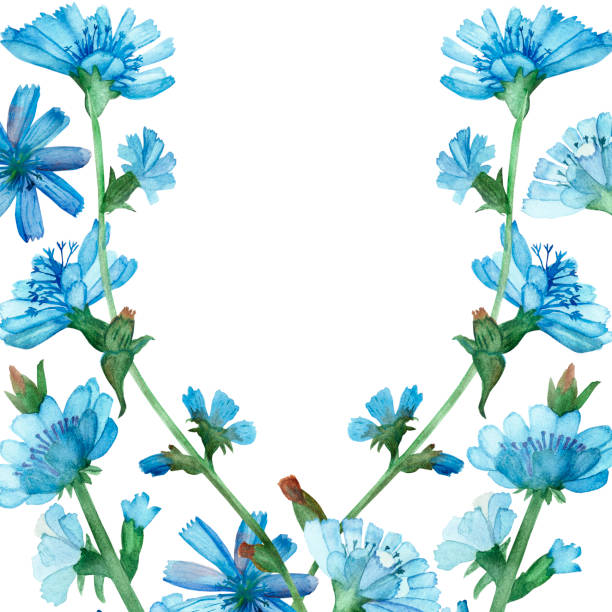 ilustrações, clipart, desenhos animados e ícones de aquarela pintura à mão natureza composição de quadro floral com flores de chicória azul em galhos de coroa no fundo branco para convidar e cartão de saudação com o espaço para texto - uncultivated flower chicory cornflower