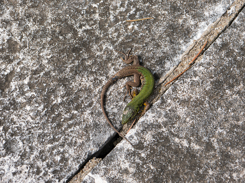 Small green lizard curl up on crack between grey stone plates top view