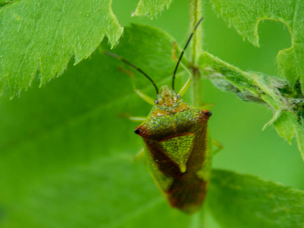 Round Shield Insect 220+ Ornate Shield Bug Stock Photos, Pictures & Royalty-Free Images ...
