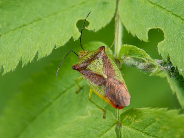 Round Shield Insect 220+ Ornate Shield Bug Stock Photos, Pictures & Royalty-Free Images ...
