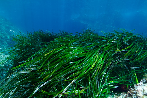 Fresh Seaweed on white Background