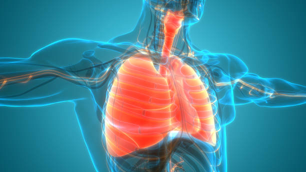 인간 호흡기 시스템 폐 해부학 - human lung asthmatic x ray human internal organ 뉴스 사진 이미지