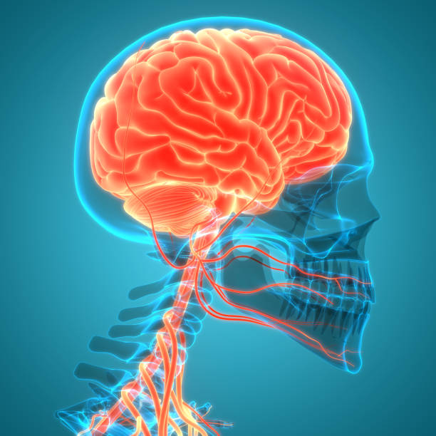 istock Central Organ of Human Nervous System Brain Anatomy 1250973617