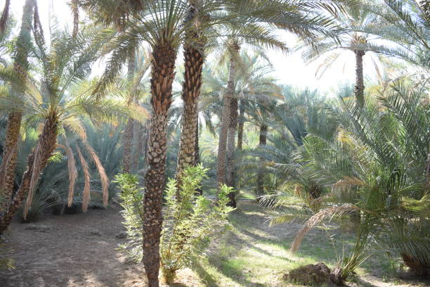 istock Palm Tree Grove in Morning Sun 1250974031
