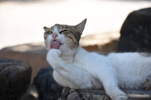 istock Brown and White Kitty Grooming Outside 1250974108