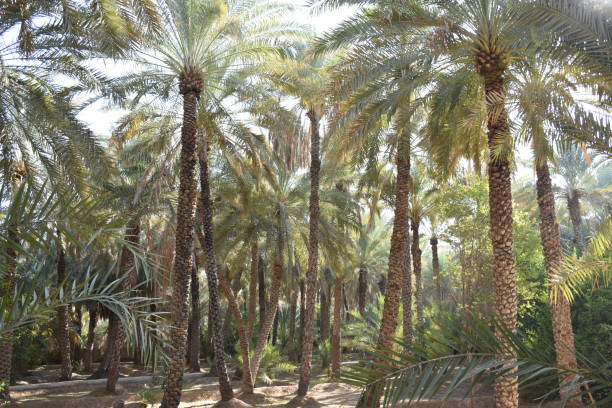 istock Date Palm Grove, Al Ain 1250974194
