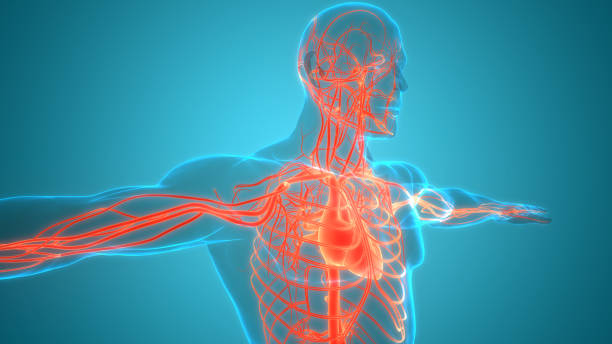 istock Human Circulatory System Heart Anatomy 1250974207