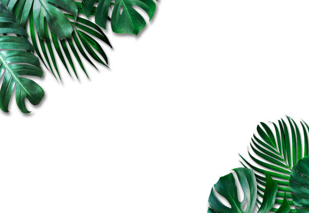istock Tropical leaves on white background 1250975817
