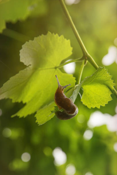 istock Giant slug on a green grapes leaf 1250977754
