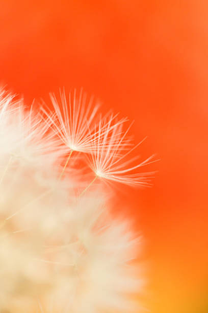 istock Make a Wish - on Orange and Yellow flower background. 1250977766
