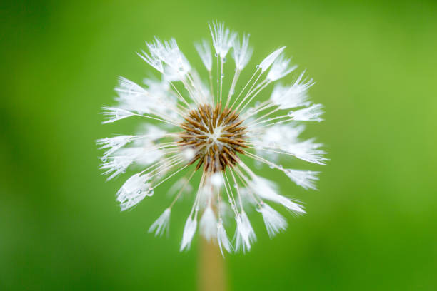 istock Make A Wish - dandelion clock with a bright green background of summer grasses 1250977888