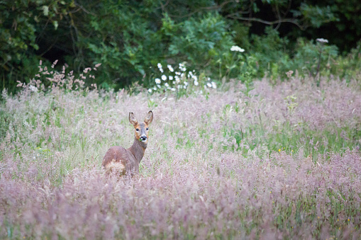 A beautiful wild roe deer roaming free in the English countryside in summer time in a wild flower meadow, looking back to camera with alert ears.