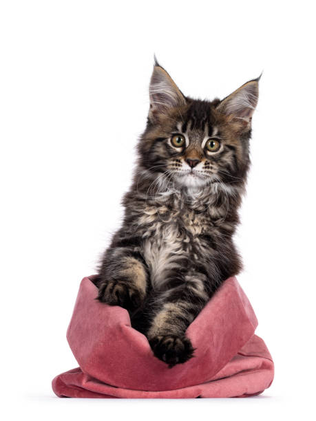 istock Cute black tabby Maine Coon kitten on white 1250979284