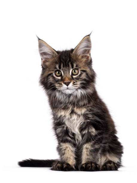 istock Cute black tabby Maine Coon kitten on white 1250979286