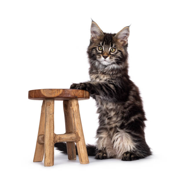 istock Cute black tabby Maine Coon kitten on white 1250979304